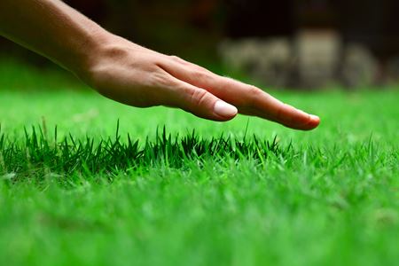 Preventative Pest Barriers vs. Reactive Ones Image