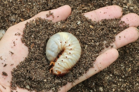 Grub Control