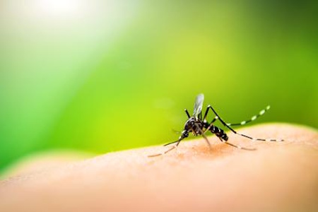 Mosquito Control