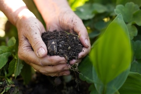 Soil Treatment