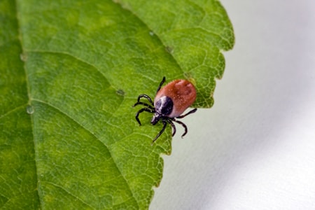 Tick Control