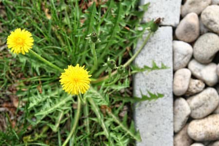 Weed Control Image