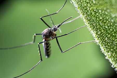 Mosquito Control Image