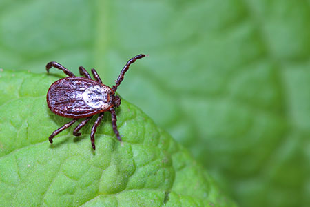 Tick Control Image